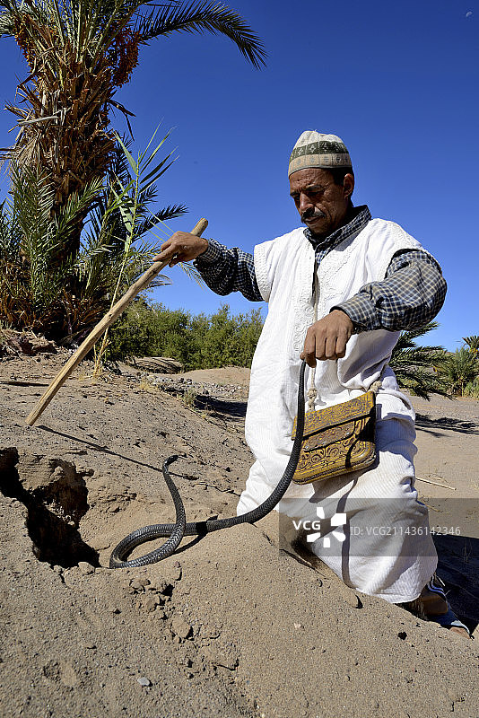 男子捕捉埃及眼镜蛇 - 摩洛哥瓦尔扎扎特图片素材