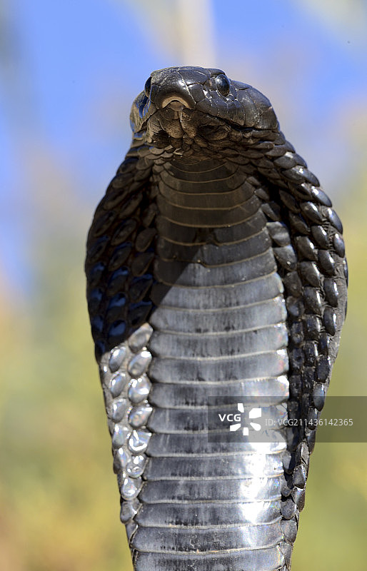 埃及眼镜蛇肖像 - 摩洛哥瓦尔扎扎特图片素材
