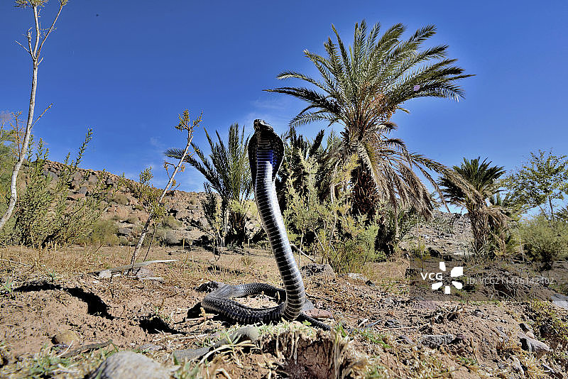 沙漠中的埃及眼镜蛇 - 瓦尔扎扎特 摩洛哥图片素材