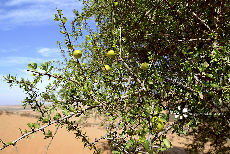 摩洛哥提兹尼特沙漠中的摩洛哥坚果树图片素材