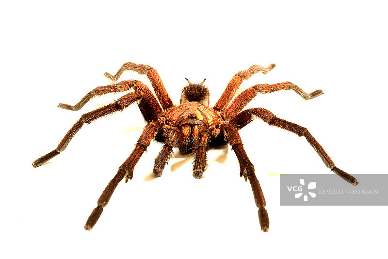 白色背景上的伊斯帕尼奥拉岛巨型塔兰图拉毒蛛图片素材
