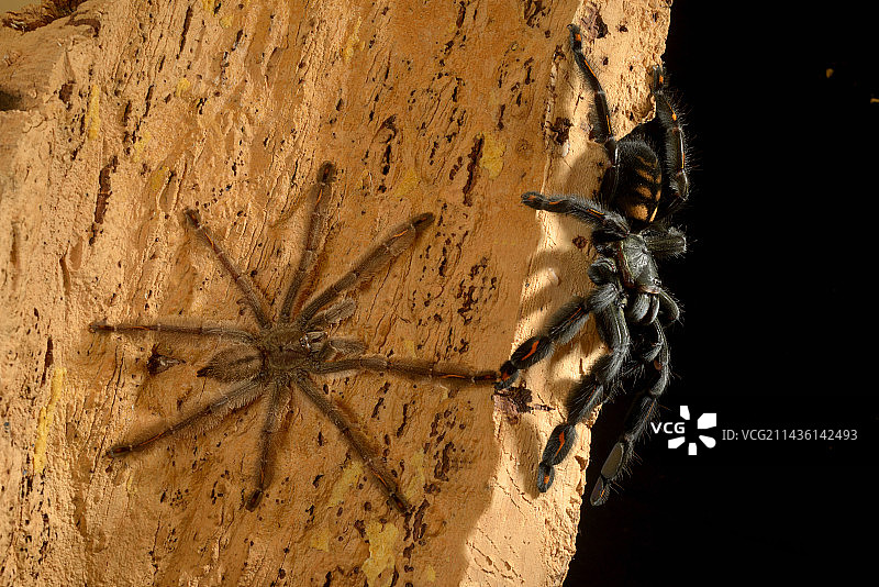 委内瑞拉虎纹蛛交配图片素材