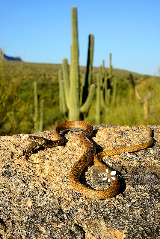 加州希洛普鲁斯蜥蜴的红赛车，亚利桑那州图片素材