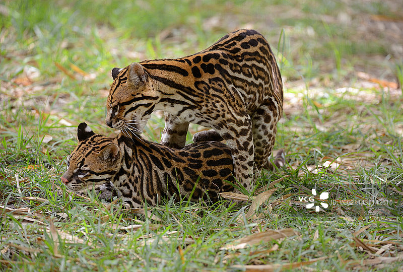 法属圭亚那草丛中的美洲豹图片素材