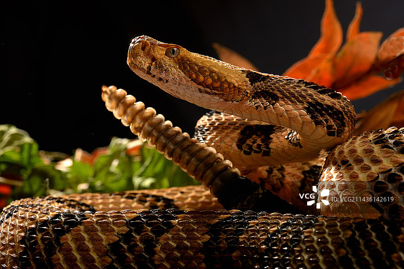 菱斑响尾蛇（饲养箱）图片素材