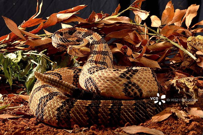 菱斑响尾蛇（饲养箱）图片素材