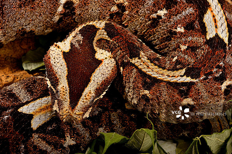 饲养箱中的犀牛蝰蛇图片素材