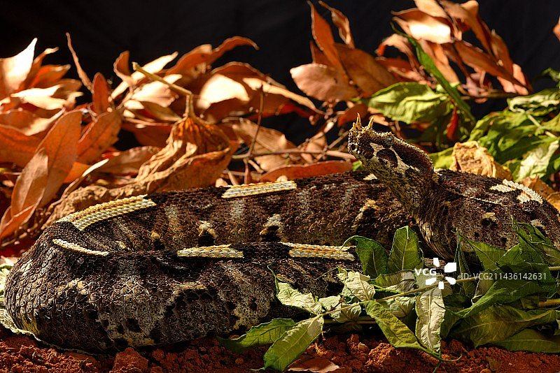 饲养箱中的犀牛蝰蛇图片素材