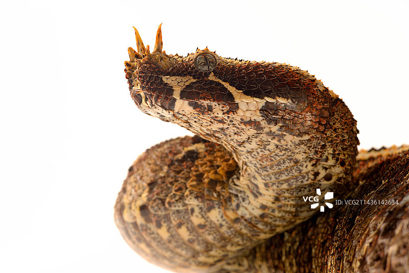 白色背景下的犀角咝蝰蛇肖像图片素材