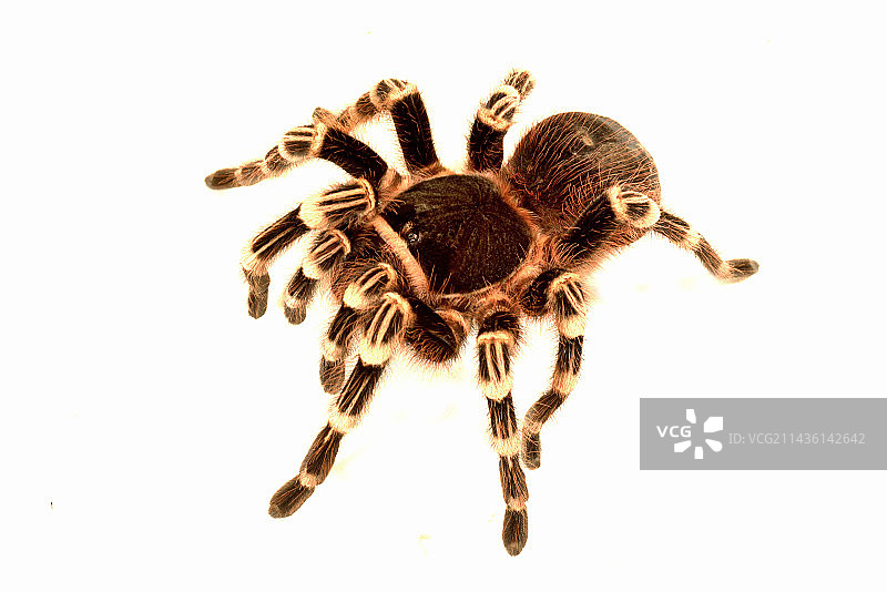 白色背景下的哥斯达黎加条纹膝盖塔兰图拉毒蛛图片素材