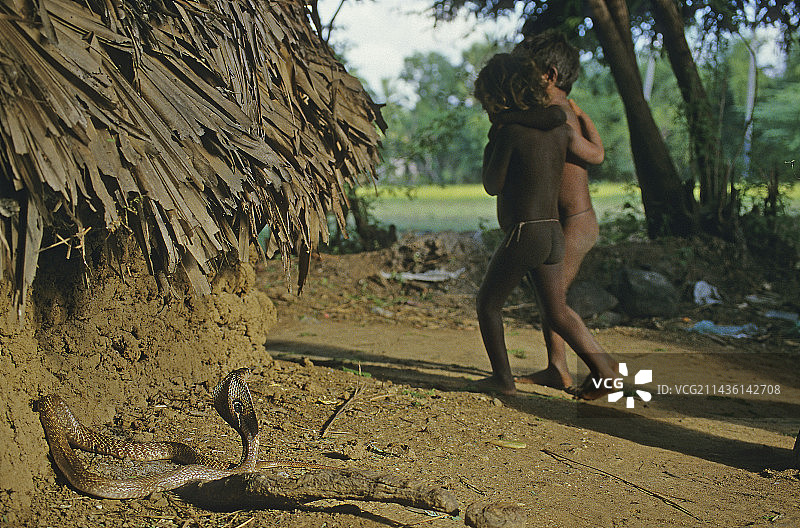 泰米尔纳德邦印度村庄的印度眼镜蛇与儿童图片素材
