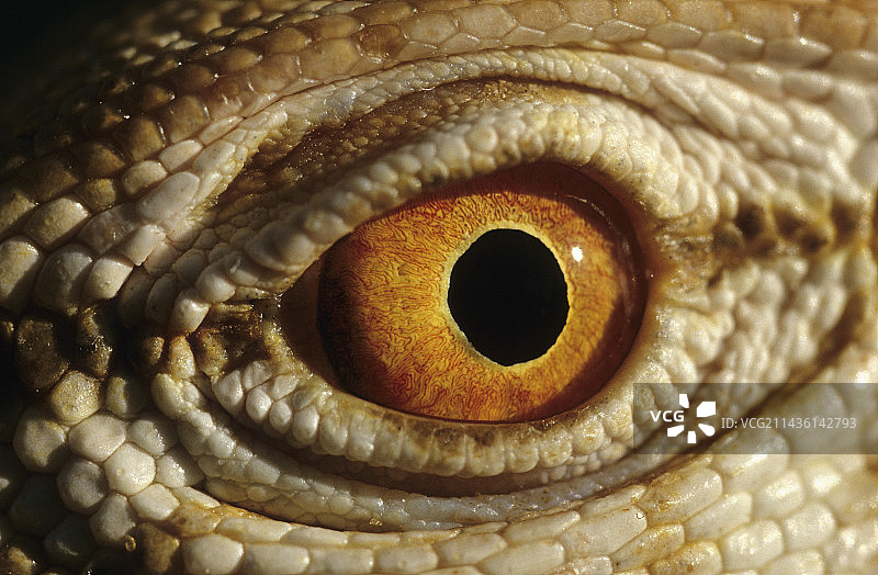 沙漠巨蜥的眼睛，欣盖提，毛里塔尼亚图片素材