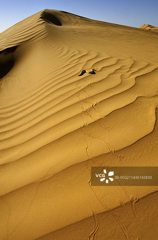 摩洛哥沙丘上的沙蝰图片素材