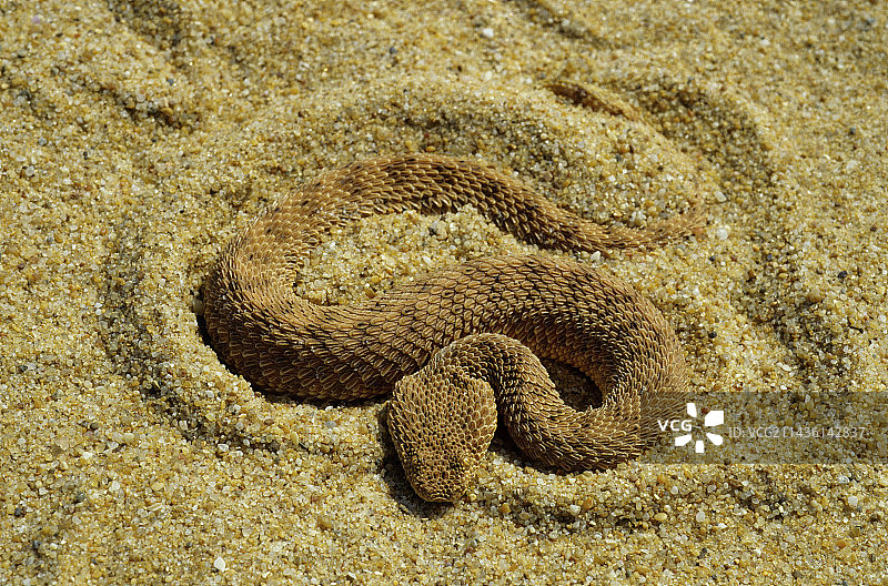 摩洛哥Chigaga沙漠的沙蝰图片素材