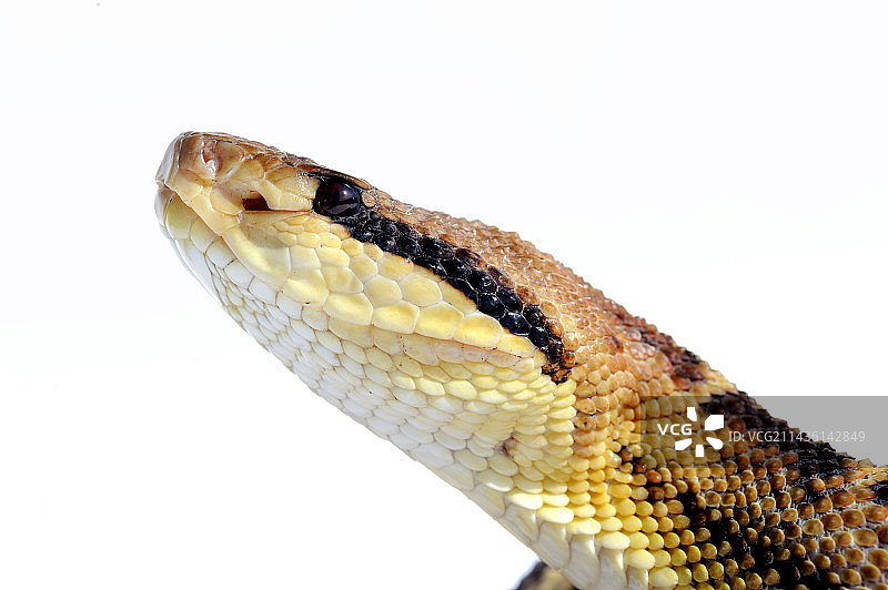 中美洲丛林蝰蛇的肖像图片素材