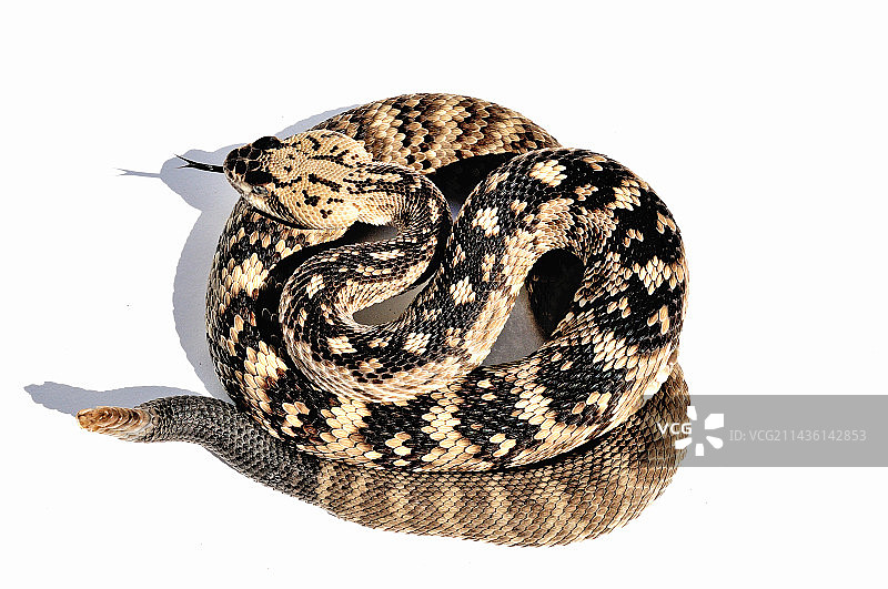 白色背景上的黑尾响尾蛇图片素材