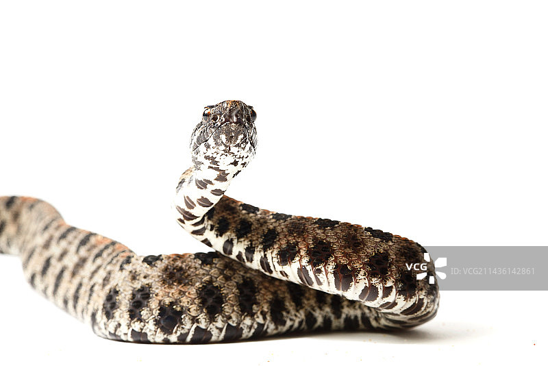 白色背景上的暗色侏儒响尾蛇图片素材