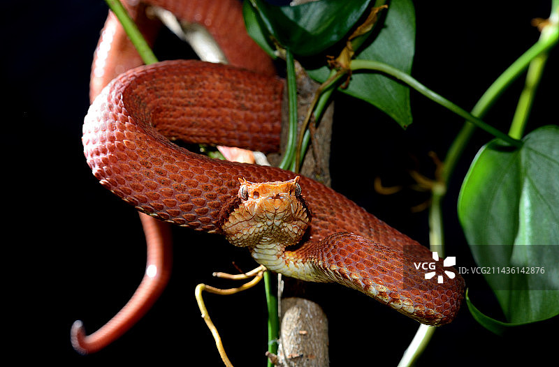 黑色背景下的树枝上的睫毛蝰蛇图片素材