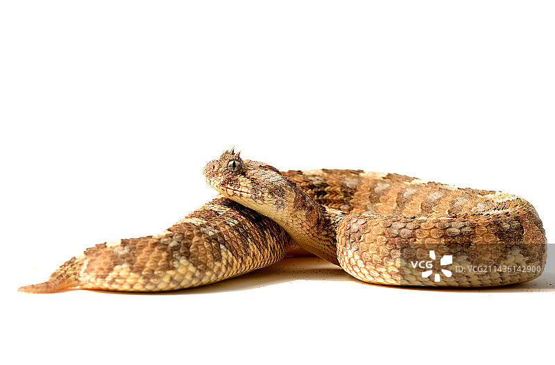 白色背景上的角膨蝰图片素材