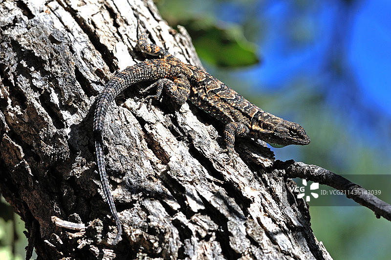 奇里卡瓦国家纪念碑的肖特氏树蜥图片素材