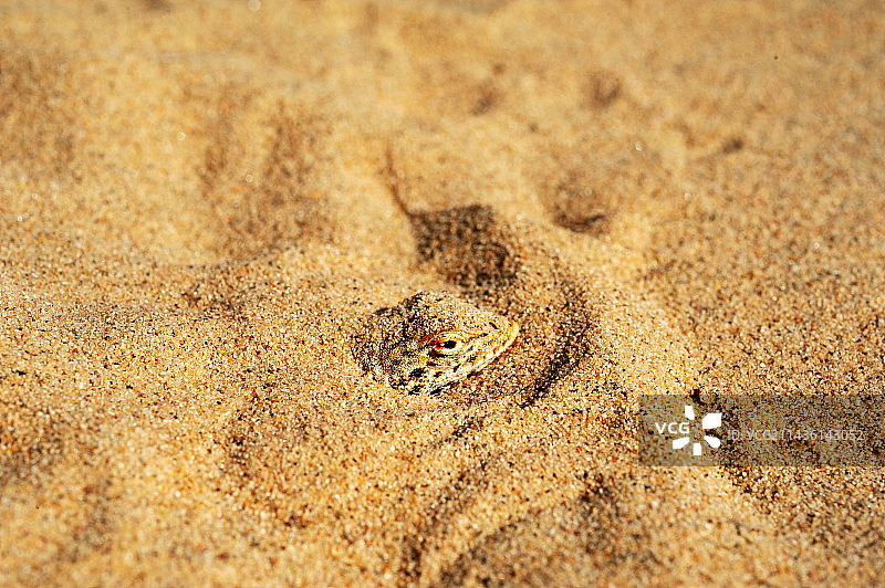 莫哈韦蜥蜴：美国加州科尔索沙丘图片素材