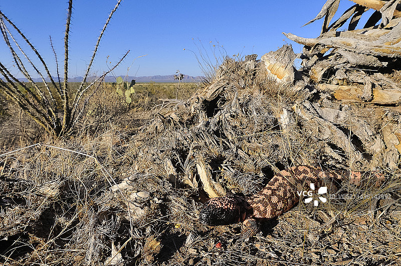 美国亚利桑那州南部希拉怪兽图片素材