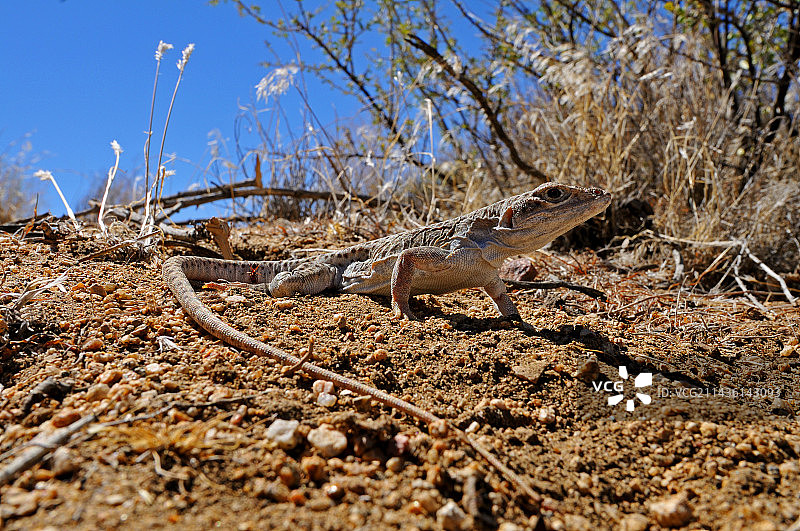 美国莫哈韦国家保护区长鼻豹蜥图片素材