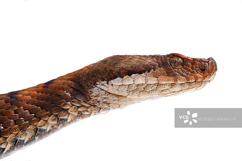 工作室里的蝰蛇肖像；原产于普瓦图图片素材