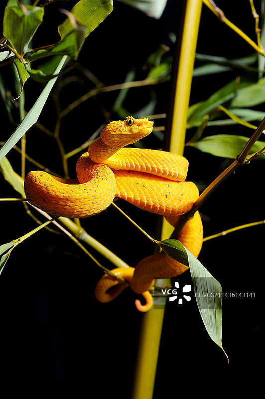 睫毛咝蝰：原产于中美洲图片素材