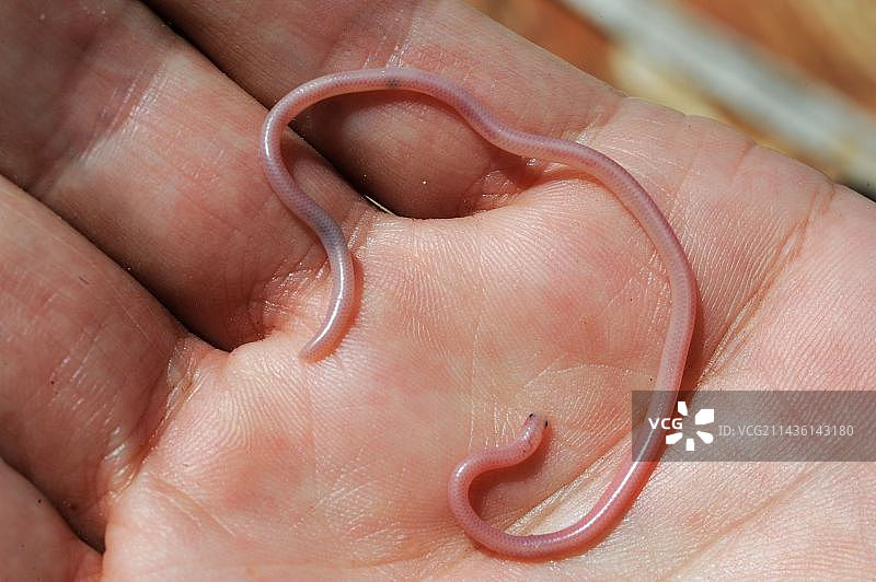 加利福尼亚州地面上的西南盲蛇图片素材