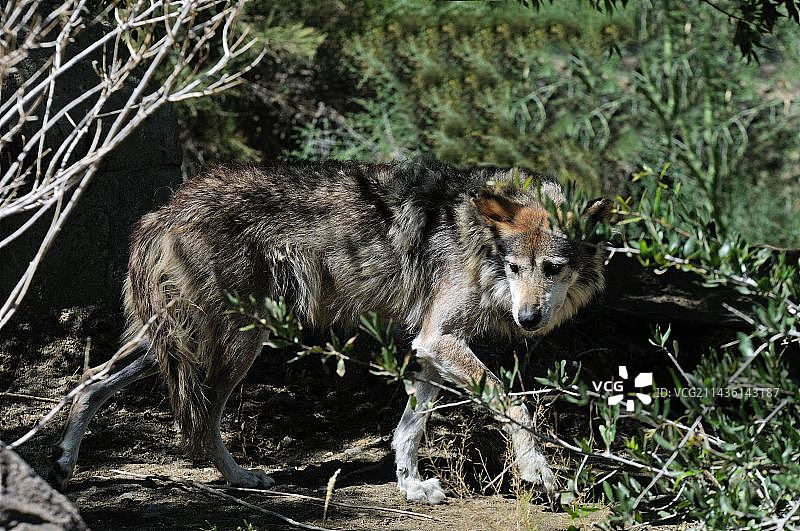 灌木丛中的墨西哥狼图片素材
