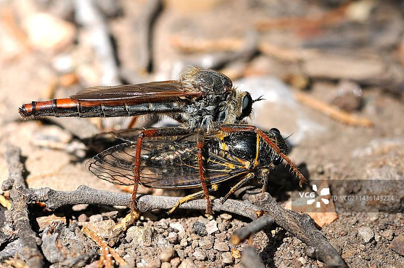 美国亚利桑那州奇里卡瓦山脉的食虫虻和蝉图片素材
