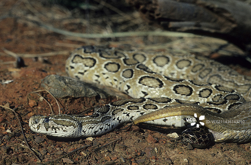 蝰蛇分娩图片素材