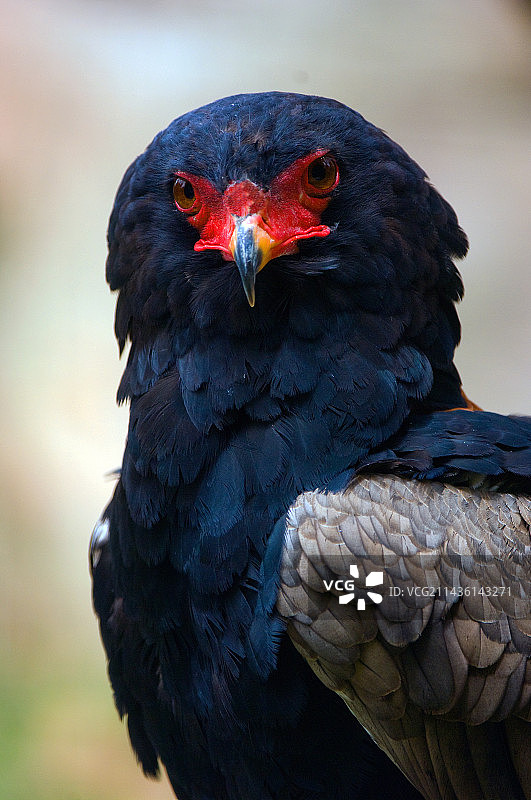 萨哈拉以南非洲地区的猎鹰肖像图片素材