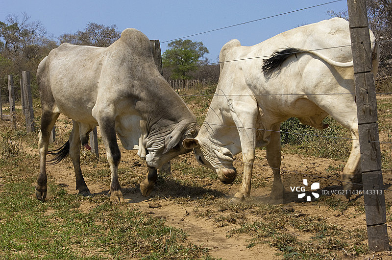 在玻利维亚格兰查科地区争斗的雄性瘤牛图片素材