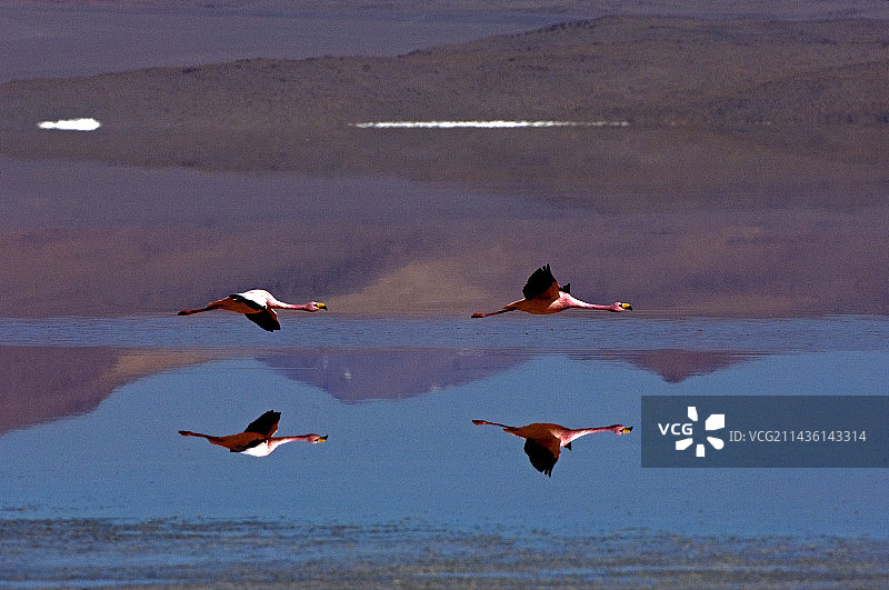 飞行中的普纳火烈鸟，玻利维亚科罗拉达湖图片素材