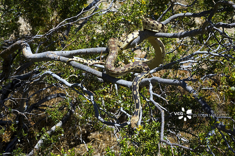约书亚树国家公园北部灌木丛中的大盆地地鼠蛇图片素材