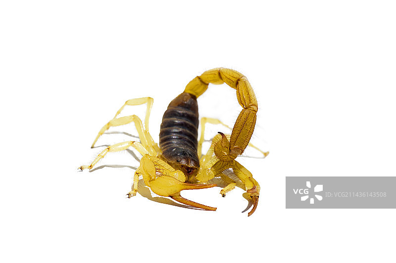 在工作室里的黑色背部多毛蝎子；原产于加利福尼亚死亡谷国家公园图片素材