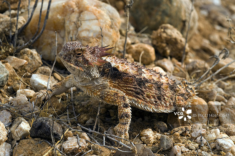 卡塔利娜山麓亚利桑那州美国皇家角蜥蜴图片素材