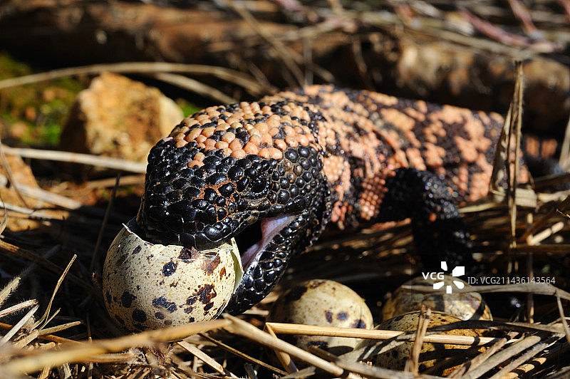 在美国亚利桑那州图森附近，吉拉毒蜥正在吃蛋图片素材