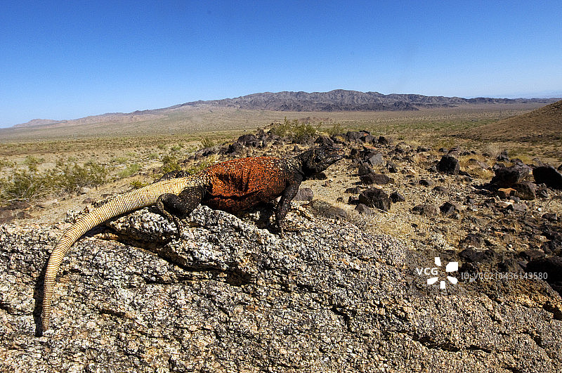 科切拉谷的北部查克瓦拉蜥蜴图片素材