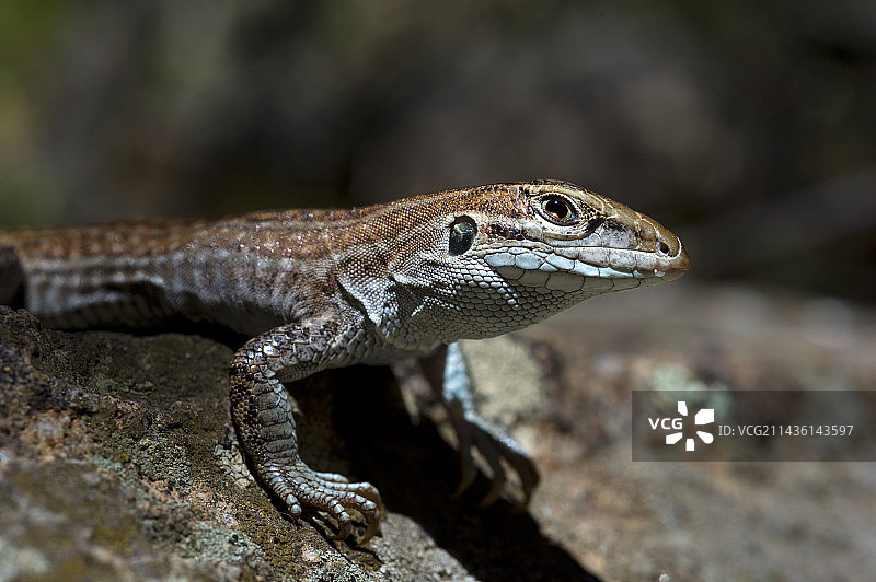 奇里卡瓦山脉的奇瓦瓦斑点鞭尾蜥蜴，亚利桑那州图片素材
