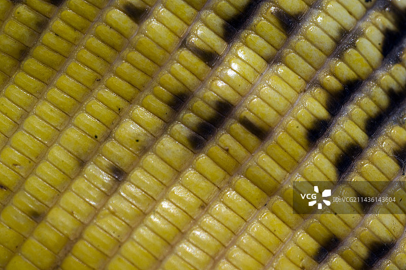 菲律宾吉马拉斯岛粗颈水巨蜥图片素材