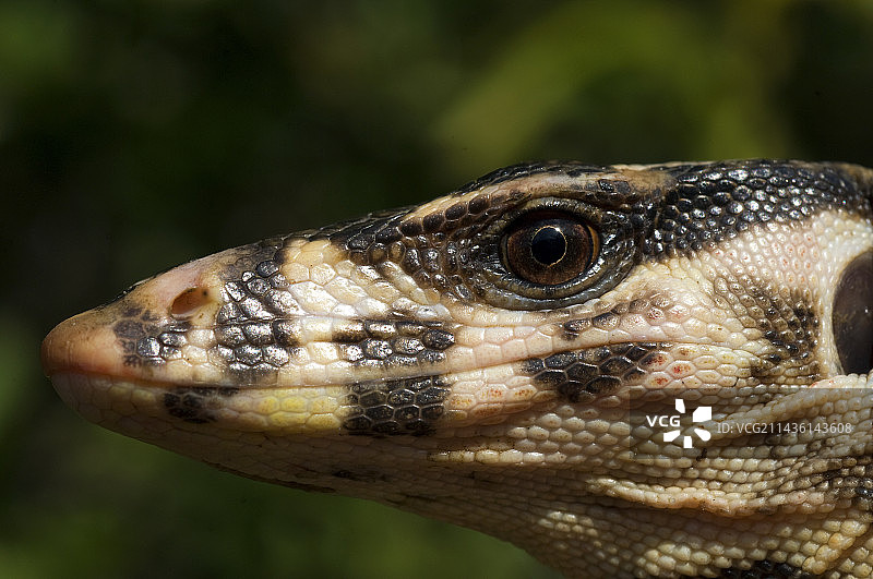 菲律宾吉马拉斯岛粗颈水巨蜥图片素材