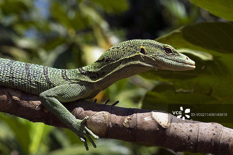 新几内亚树巨蜥肖像图片素材