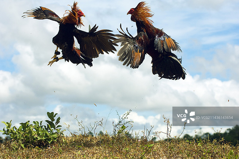 菲律宾吉马拉斯岛的斗鸡图片素材
