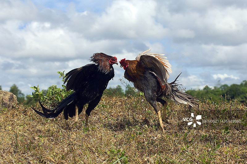 菲律宾吉马拉斯岛的斗鸡图片素材