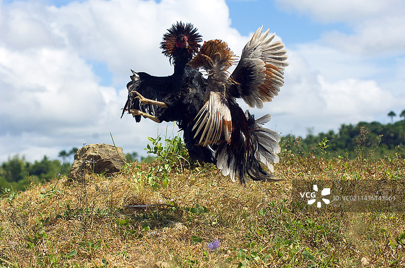 菲律宾吉马拉斯岛的斗鸡图片素材