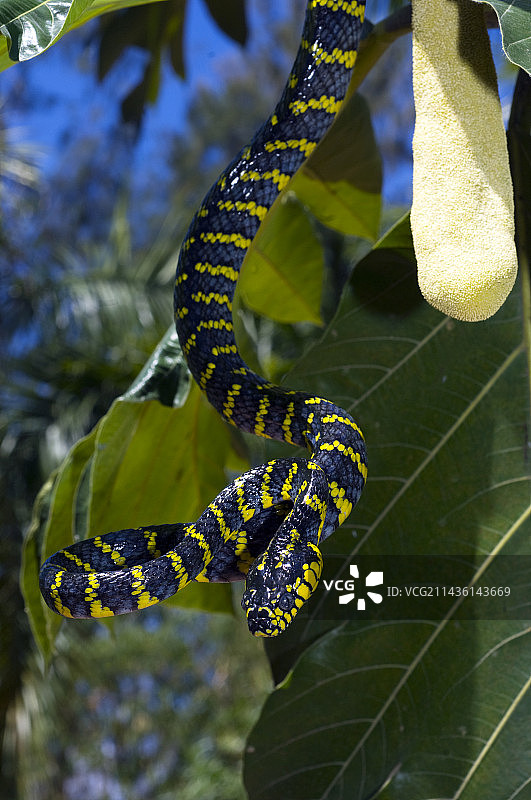 菲律宾吕宋岛红树林蛇图片素材