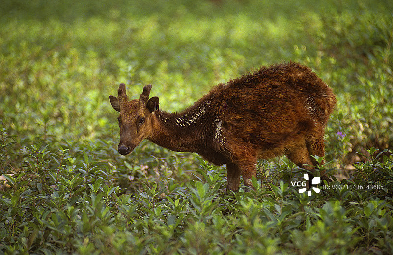 菲律宾内格罗斯岛灌木丛中的维萨扬斑鹿图片素材